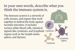 Immune system overview with cytokines and lymphoid organs