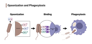 Opsonization and phagocytosis