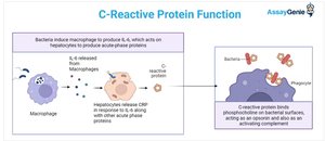 C-reactive protein function
