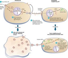 Alpha and beta interferon mechanism