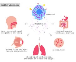 Histamine allergy mechanism