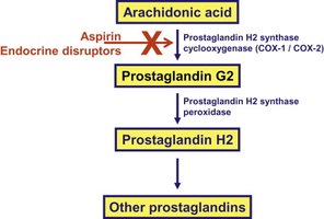 Prostaglandin biosynthesis