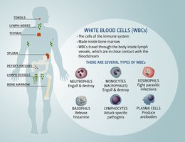 White blood cells and lymphoid organs