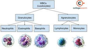 Granulocytes vs agranulocytes