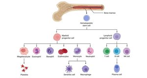Hematopoiesis diagram