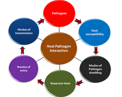 Host-pathogen interaction diagram