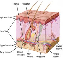 Diagram of skin layers