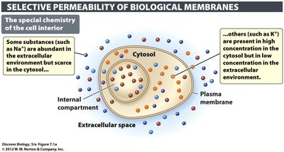 Selective permeability of biological membranes