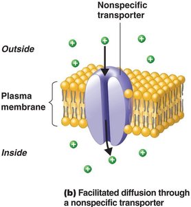 Facilitated diffusion through a specific transporter