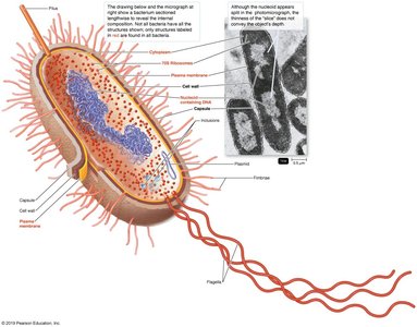 Typical prokaryotic cell structure