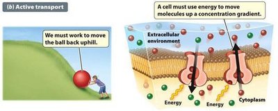 Active transport