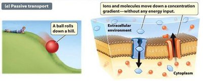 Passive transport