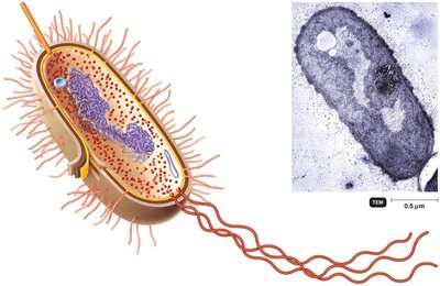 Nucleoid and bacterial chromosome