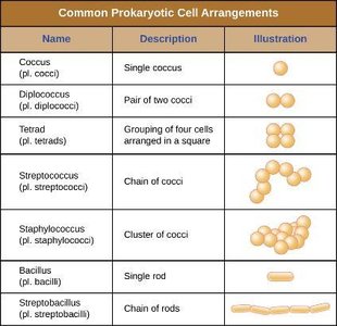 Common prokaryotic cell arrangements