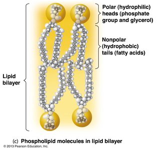 Phospholipid molecules in lipid bilayer