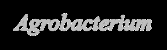 Agrobacterium title