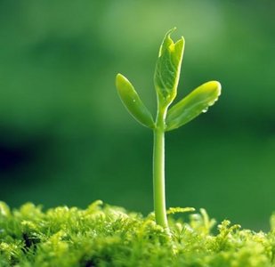 Young plant sprout
