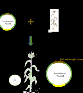 Genetic engineering process diagram