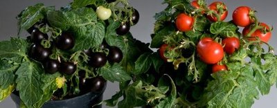 Purple tomato (engineered for nutritional quality)