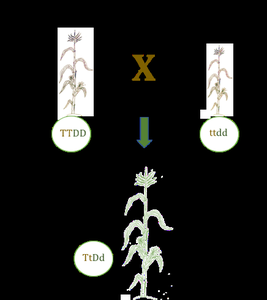 Classical breeding process diagram