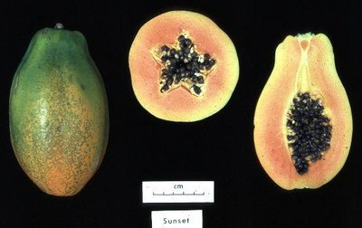 Papaya, Golden Rice, Artic Apple, Purple Tomato
