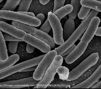 E. coli bacteria