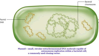 Plasmid structure diagram