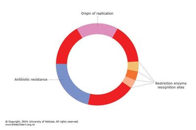 Plasmid map with insertion sites