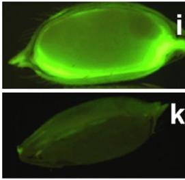 GFP fluorescence in seeds