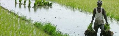 Rice field with farmer