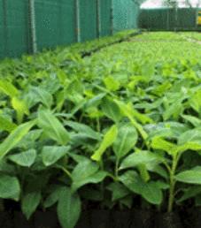 Plant nursery (micropropagation)