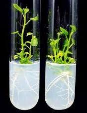 Plantlets in test tubes (micropropagation)