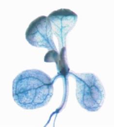 GUS reporter gene expression (blue staining)