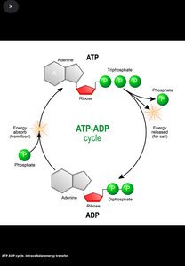 ATP-ADP cycle diagram
