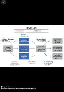 Metabolism diagram showing catabolism and anabolism