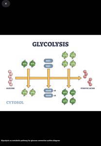 Glycolysis pathway diagram