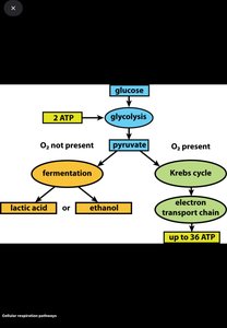 Cellular respiration and fermentation pathways