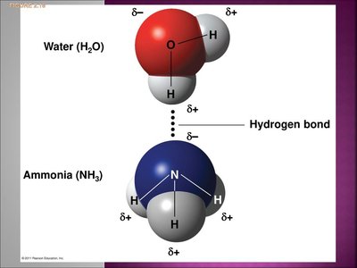 Hydrogen bond between water and ammonia