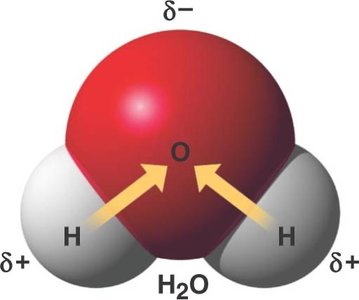 Water molecule structure and polarity
