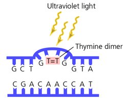 Thymine dimer formation by UV light