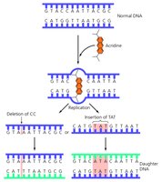Acridine as a frameshift mutagen