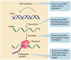 Frameshift mutation effects