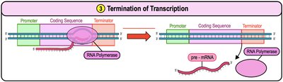 Termination of transcription and release of RNA