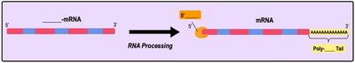 RNA processing: addition of 5' cap and poly-A tail