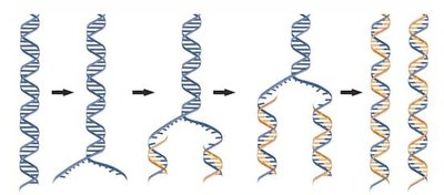 Stages of DNA replication showing strand separation and synthesis