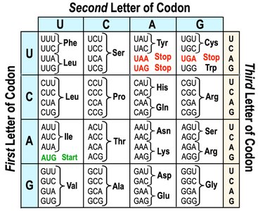 Genetic code table (alternative view)