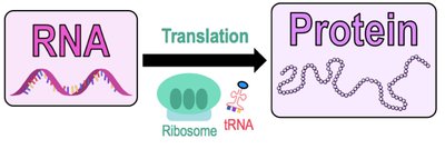 Translation: RNA to protein