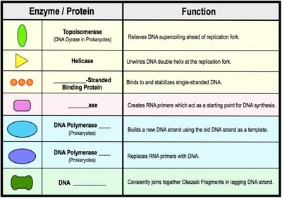 Table of DNA replication enzymes and their functions