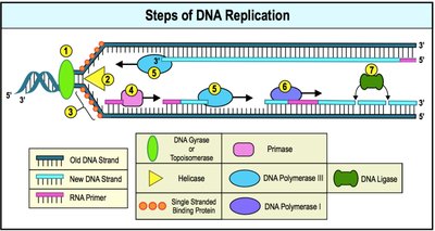 Steps of DNA replication with enzyme roles