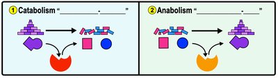 Catabolic vs. Anabolic Reactions